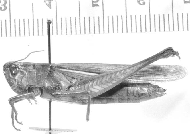 Amblytropidia corumbae Bruner, 1911: female, lateral view (syntype?). (Otu).