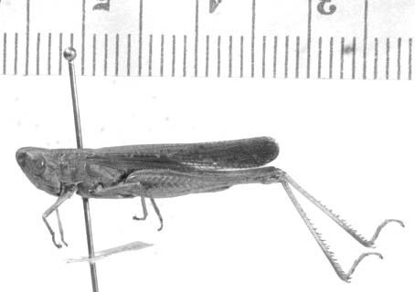 CollectionObject 1524484; ffb37c04-a7db-4fdc-a7be-2e62b7d48340: male, lateral view (lectotype). (CollectionObject).