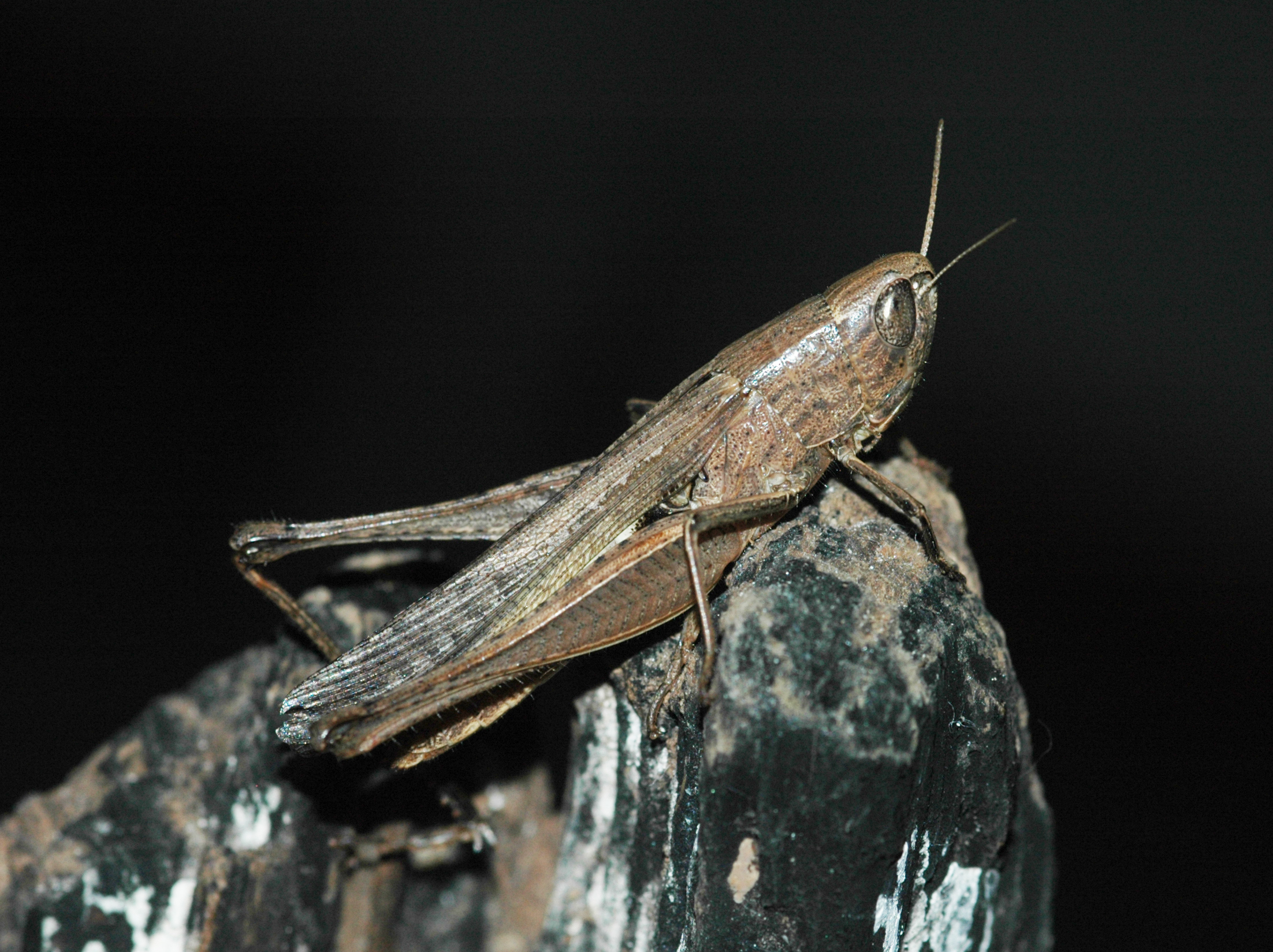 Amblytropidia mysteca (Saussure, 1861): female. (Otu).