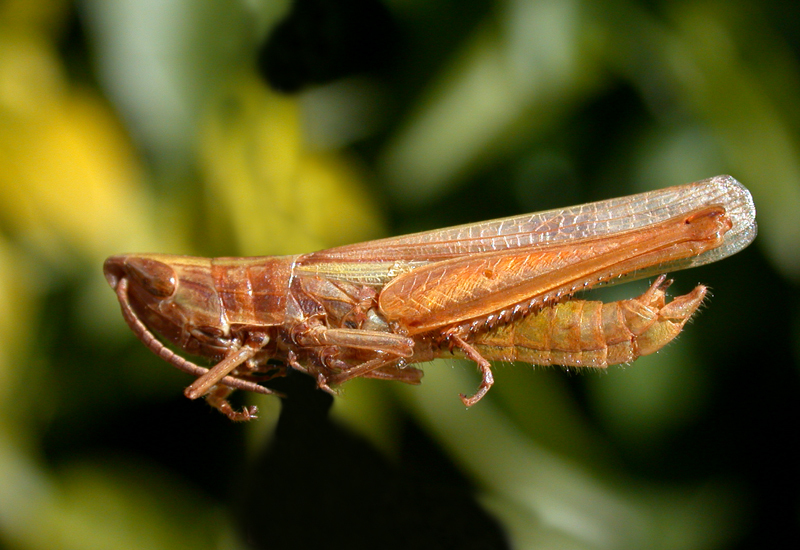 Sinipta acuta Rehn, 1939: male. (Otu).