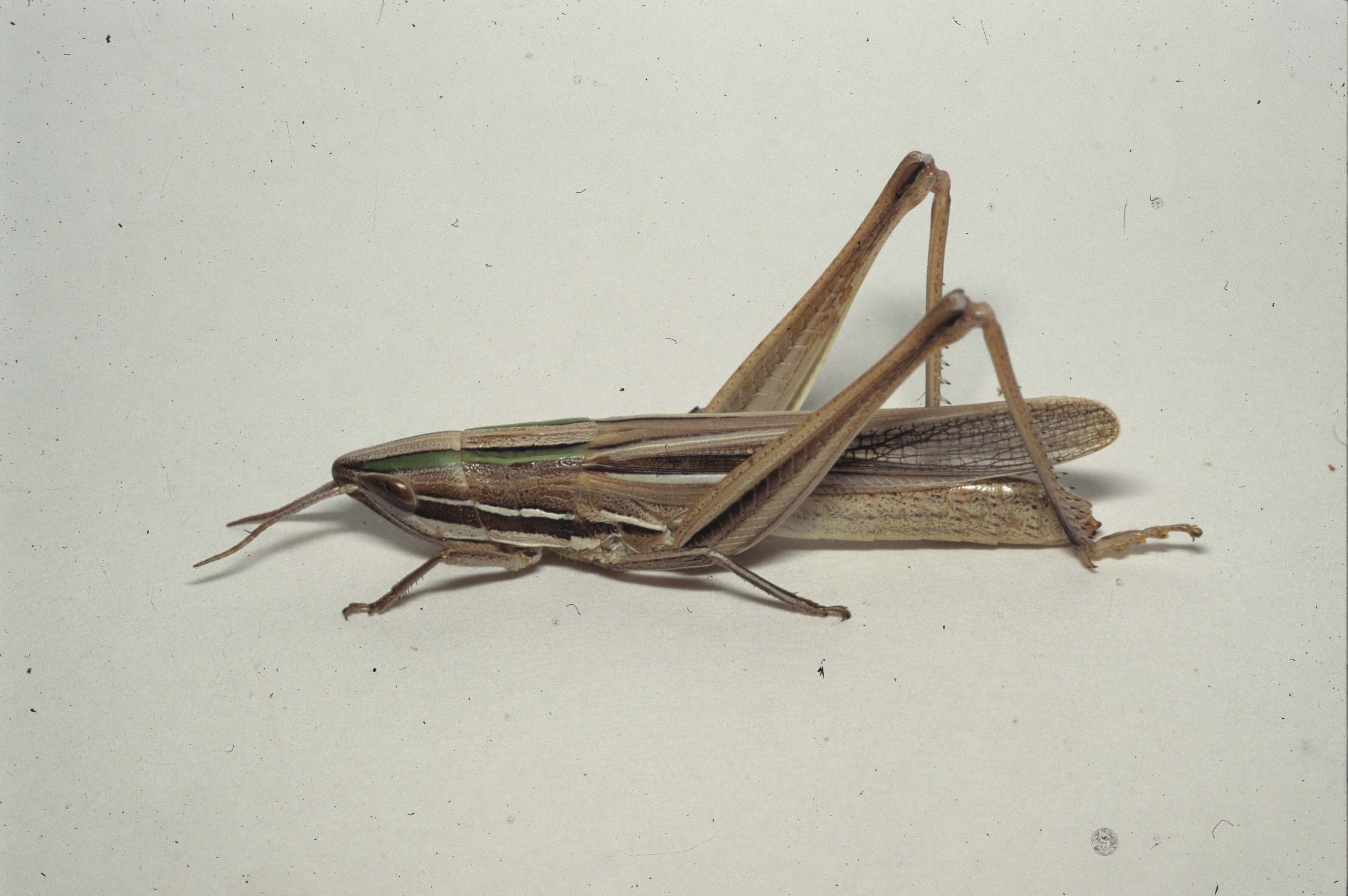 Sinipta dalmani (Stål, 1861): XI-96. female (Uruguay, Rivera, Arroyo Lunarejo). (Otu).