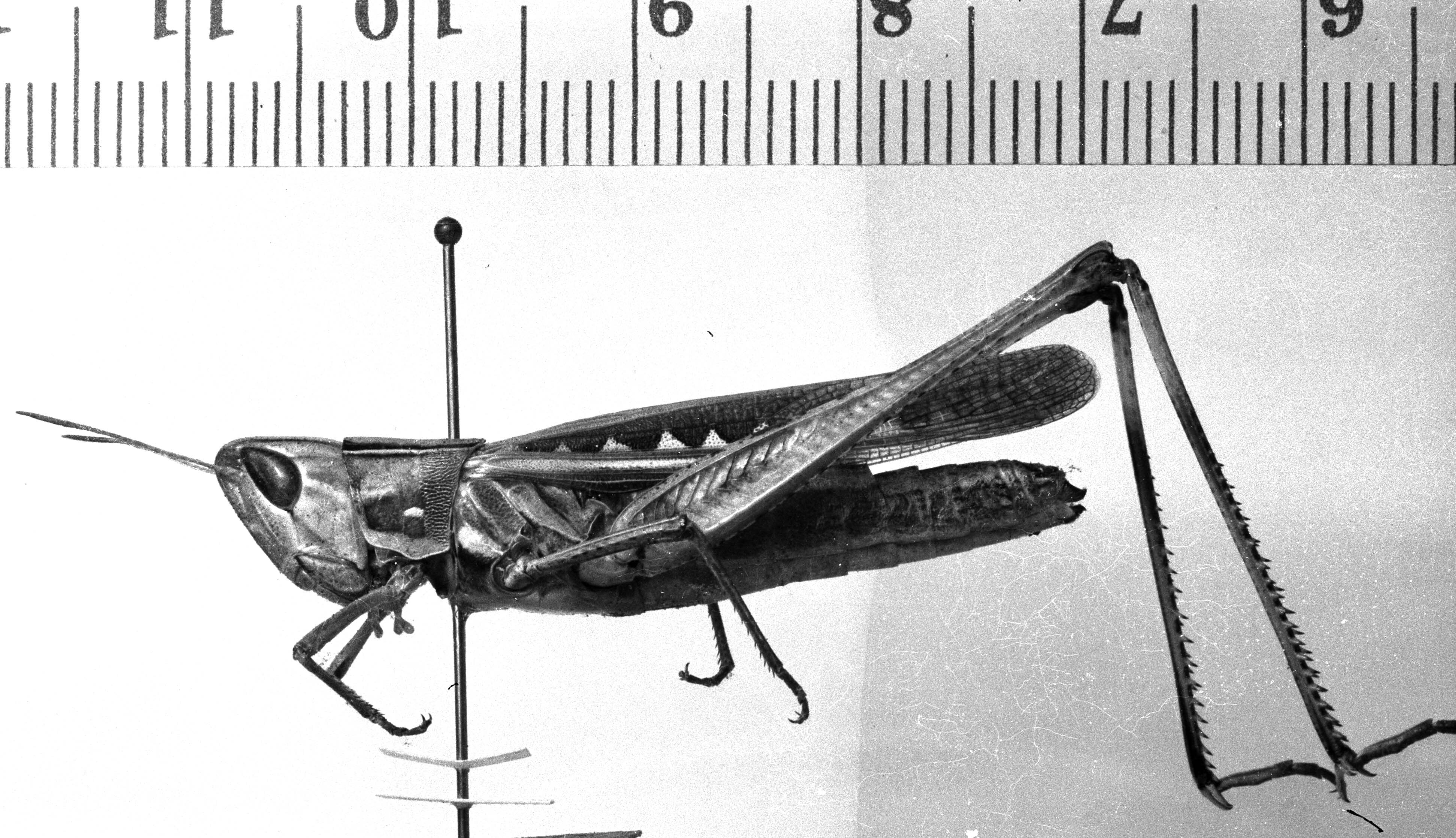 Syrbula admirabilis (Uhler, 1864): Image Carbonell, C.S. female, lateral view (syntype of Syrbula leucocerca). (Otu).