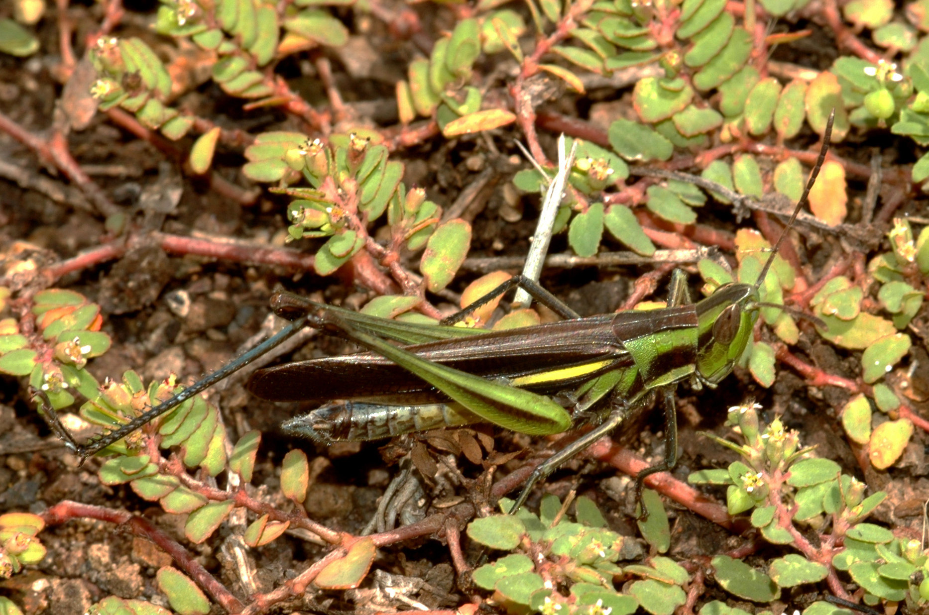 Syrbula montezuma (Saussure, 1861): male. (Otu).