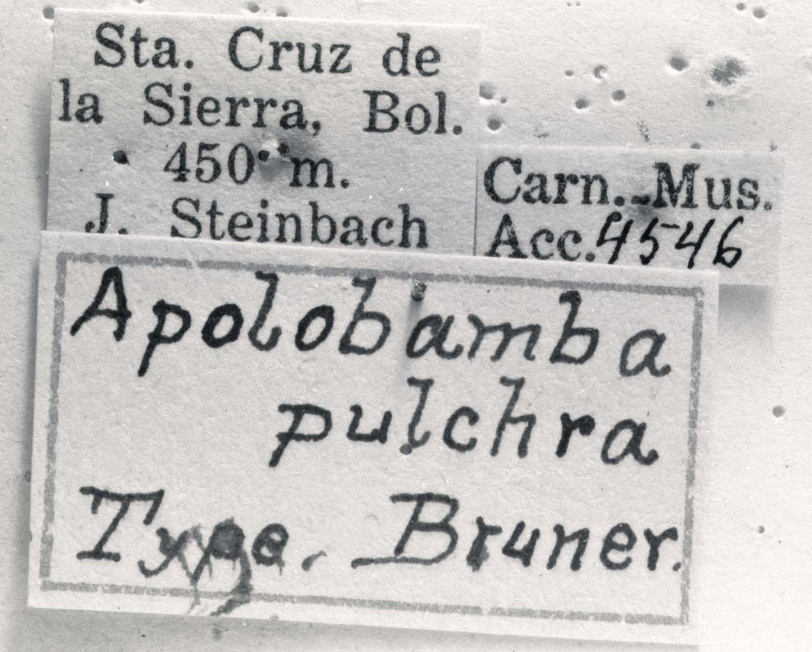 CollectionObject 1524826; 3fd7da3f-d3e6-458d-b8bd-135686721338: labels (holotype). (CollectionObject).