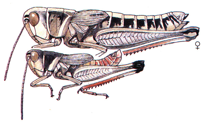 Boopedon auriventris McNeill, 1899: (Otu).