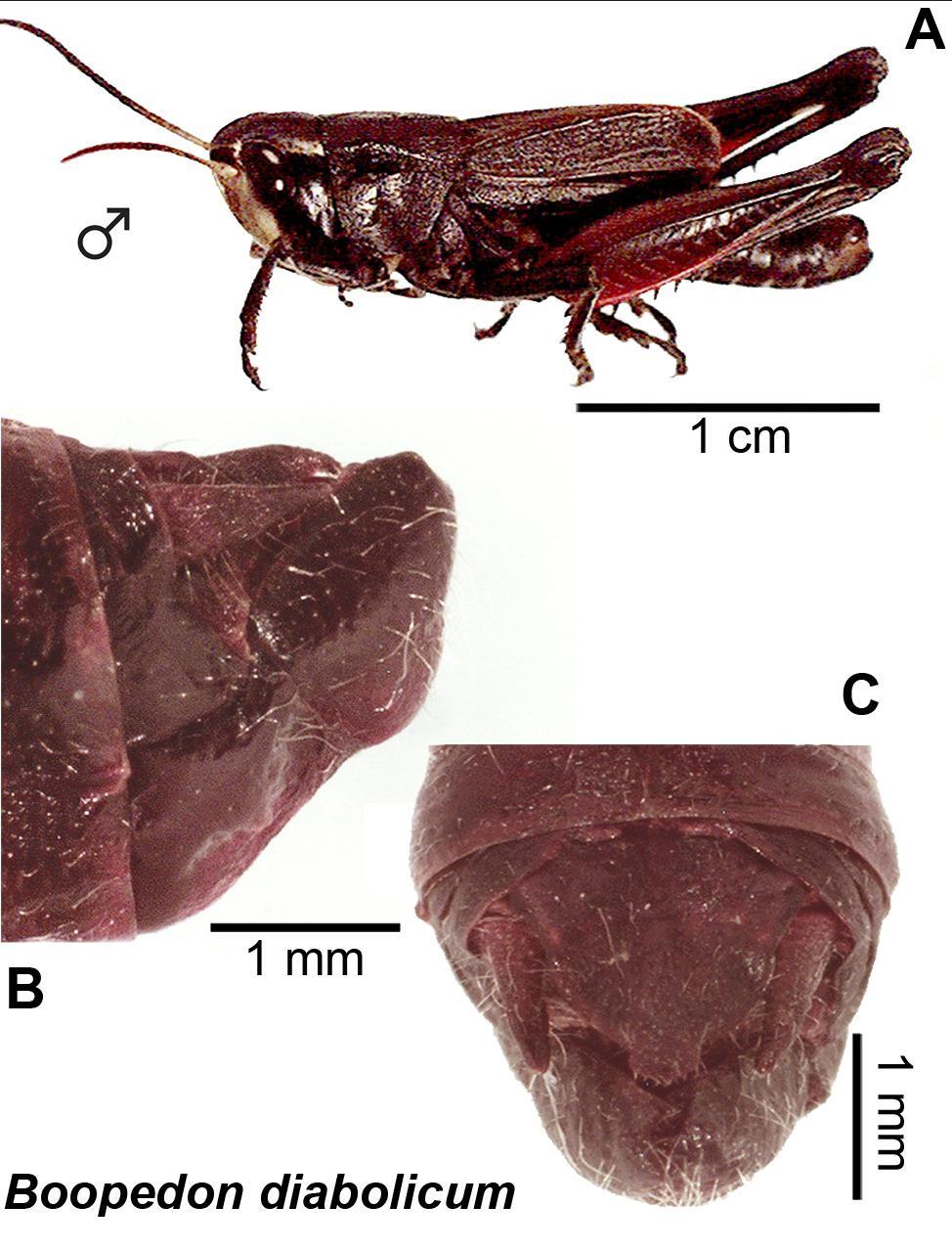 Boopedon diabolicum Bruner, 1904: (Otu).