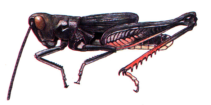 Boopedon empelios Otte, 1979: habitus. (Otu).