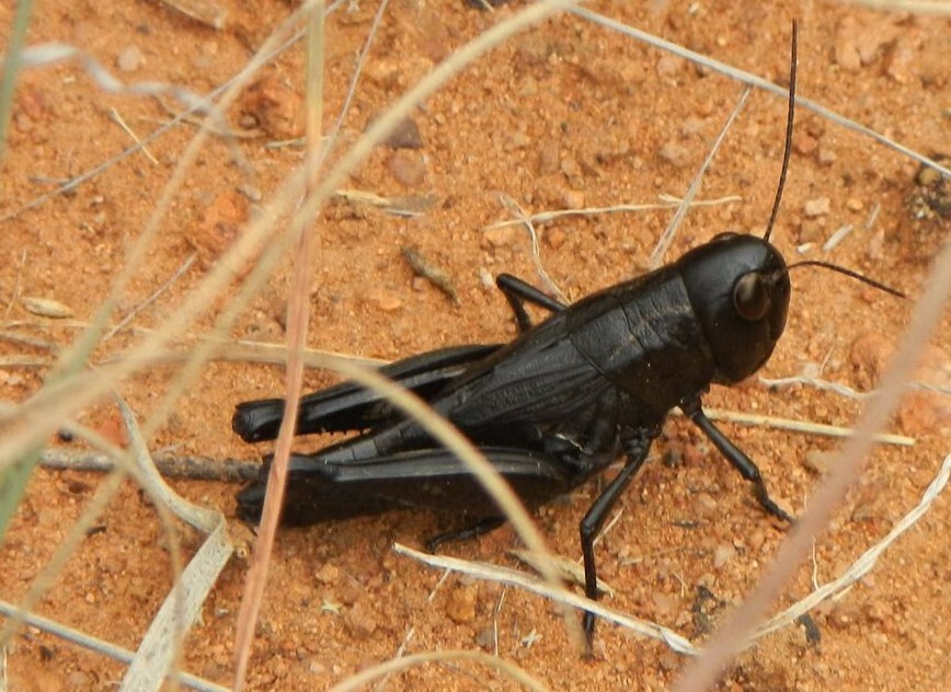 Boopedon nubilum nubilum (Say, 1825): male (Appleton-Whittell Research Ranch of The National Audubon Society, Elgin, Santa Cruz Co., Arizona, 22 September 2020). (Otu).