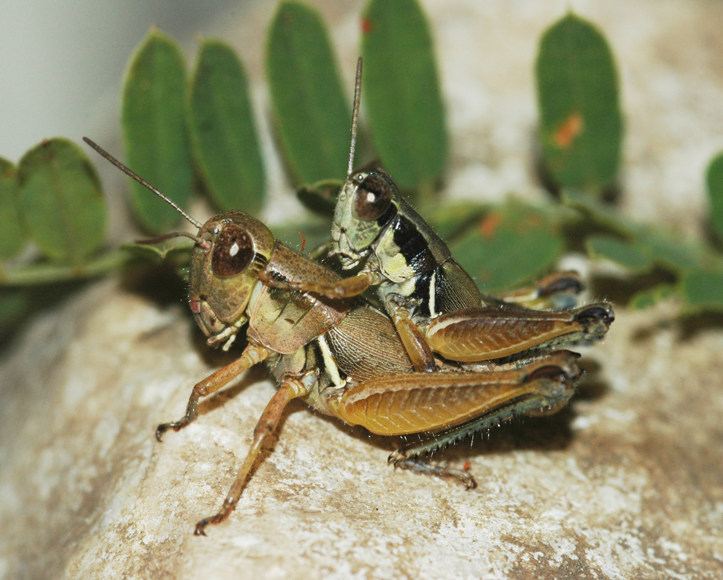 Boopedon rufipes (Hebard, 1932): couple. (Otu).