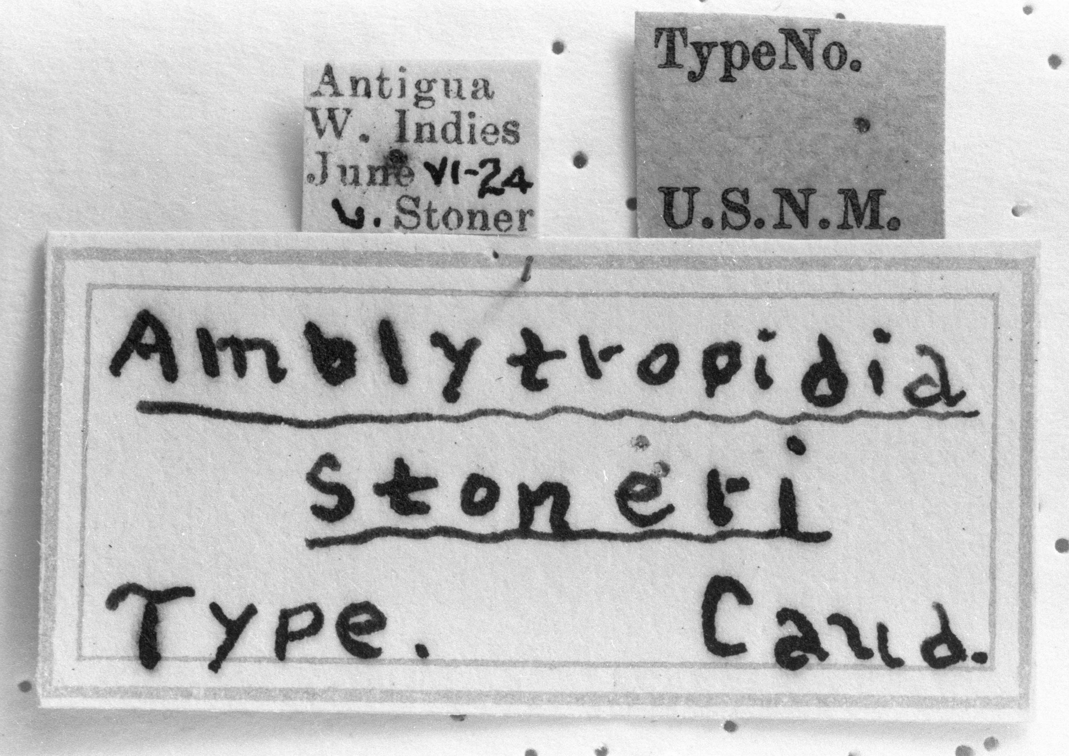 CollectionObject 1533618; 1895b807-36b9-4e43-8dbb-9c2c8922d423: Image Carbonell, C.S. labels (holotype). (CollectionObject).
