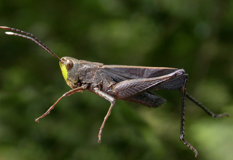 Fenestra bohlsii Giglio-Tos, 1895: male. (Otu).