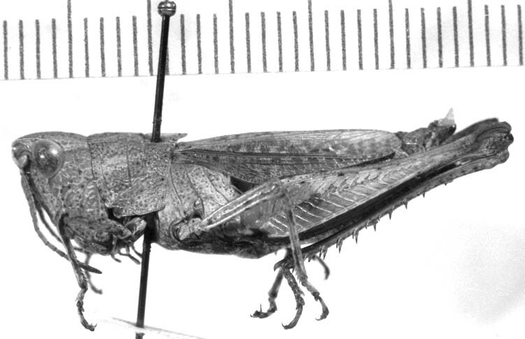 Fenestra ensicorne Rehn, 1913: female, lateral view. (Otu).