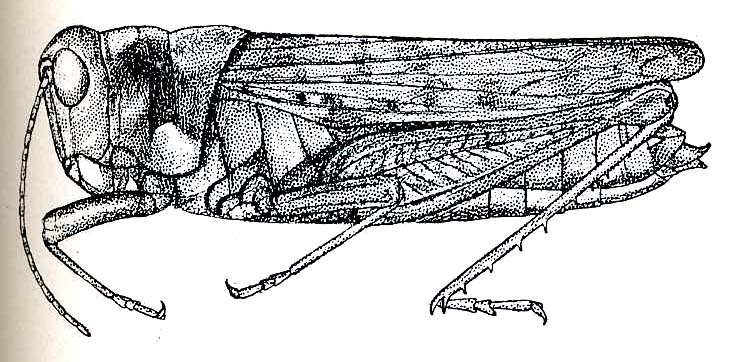 Fenestra platyceps (Hebard, 1924): Pl. VII, Fig. 14. female habitus (body length 27-29.8 mm, tegmina 18-19.8 mm). (Otu).