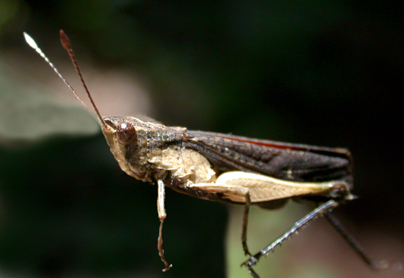 Peruvia nigromarginata (Scudder, 1875): male. (Otu).