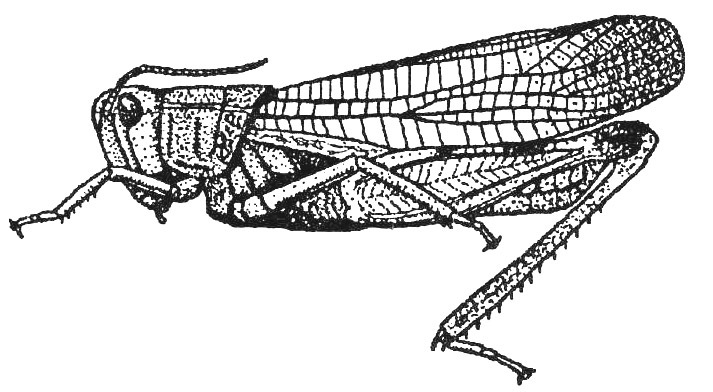 Arcyptera (Arcyptera) orientalis Storozhenko, 1988: Fig. 559 (reproduced with permission). habitus (body length 30-35.5 mm). (Otu).
