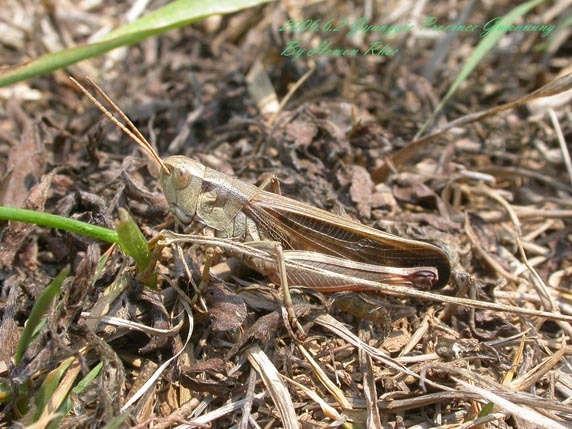 Arcyptera (Arcyptera) coreana Shiraki, 1930: male (South Korea). (Otu).