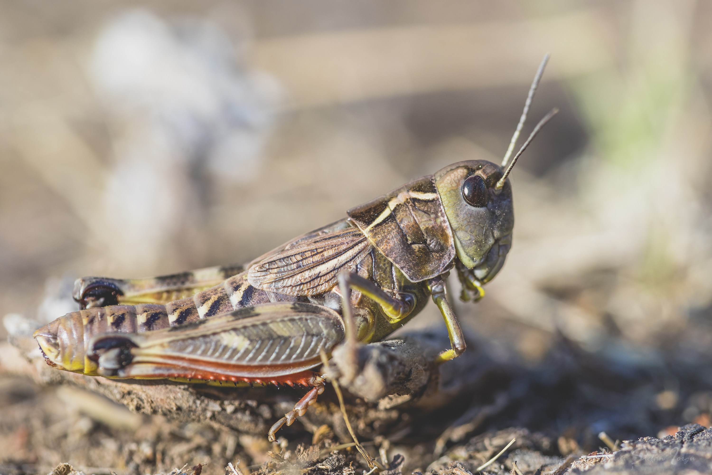 CollectionObject 1583448; 7f78dbb4-323f-4abe-ad84-b5f69d8a76ab: female GR: Peloponnese, Kallithea. (CollectionObject).