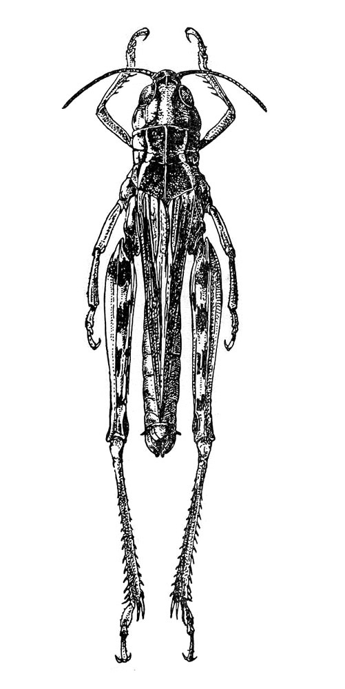 Arcyptera (Pararcyptera) maroccana Werner, 1931: Fig. 446. female, dorsal view. (Otu).