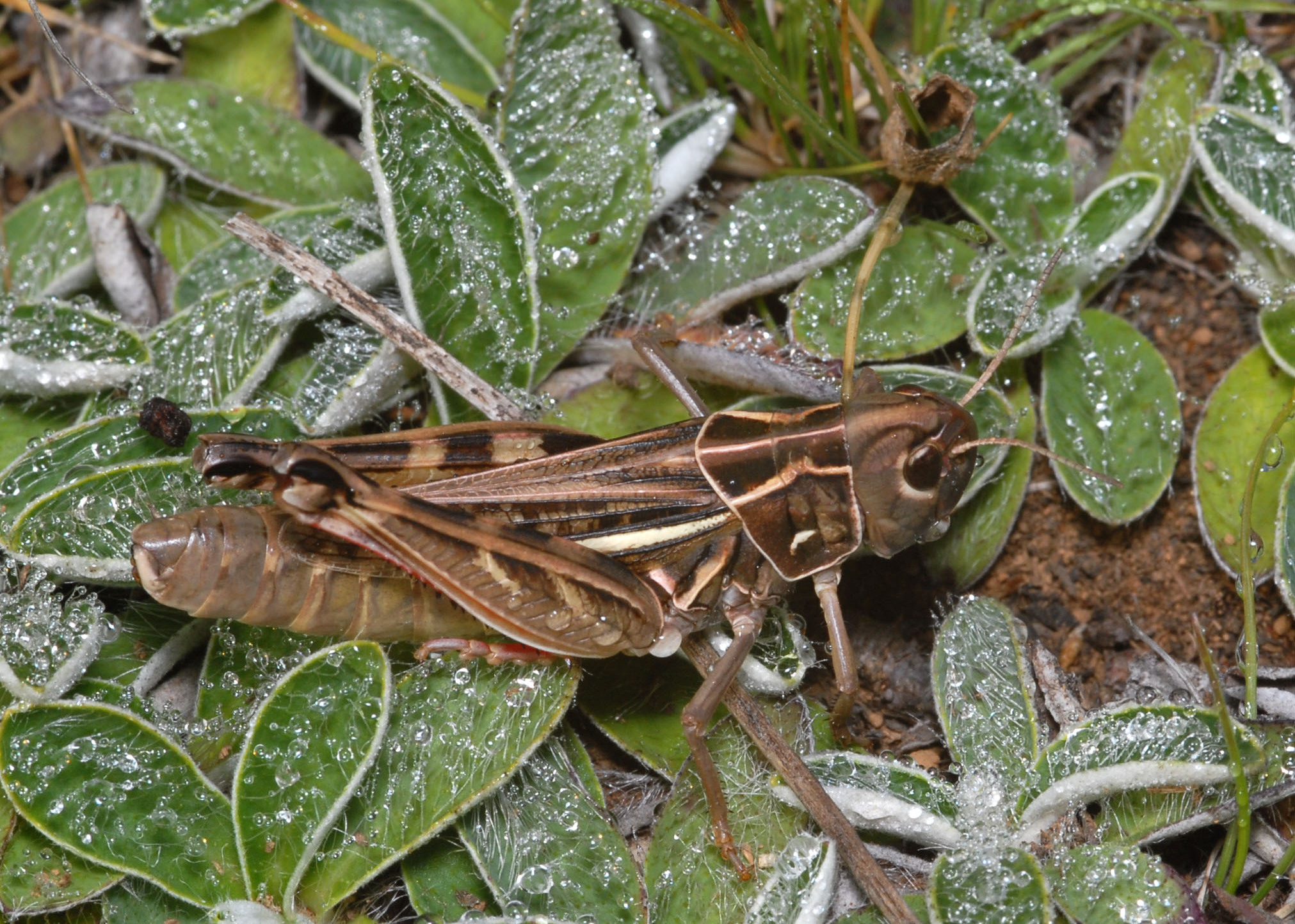 CollectionObject 1574036; cd4e6ba9-6d24-429d-8851-88675c7b8091: female (Macedonia, Galicica Mts). (CollectionObject).