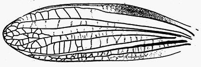 Arcyptera (Pararcyptera) microptera karadagi Karabag, 1956: male left tegmen. (Otu).