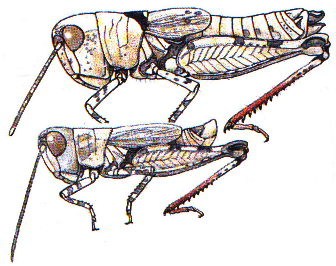 Ageneotettix brevipennis (Bruner, 1904): above female, below male. (Otu).