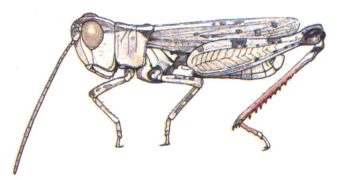 Ageneotettix salutator (Rehn, 1927): male (Arizona). (Otu).