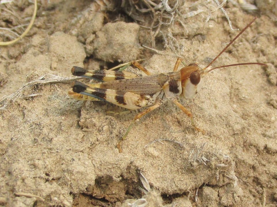 Aulocara femoratum Scudder, 1899: male (9 miles north of Bridgeport, Nebraska, 7 August 2021). (Otu).