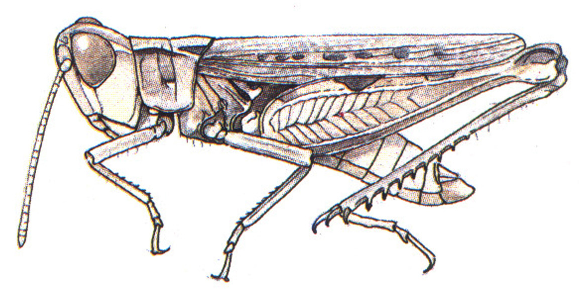 Eupnigodes sierranus (Rehn & Hebard, 1909): male habitus. (Otu).