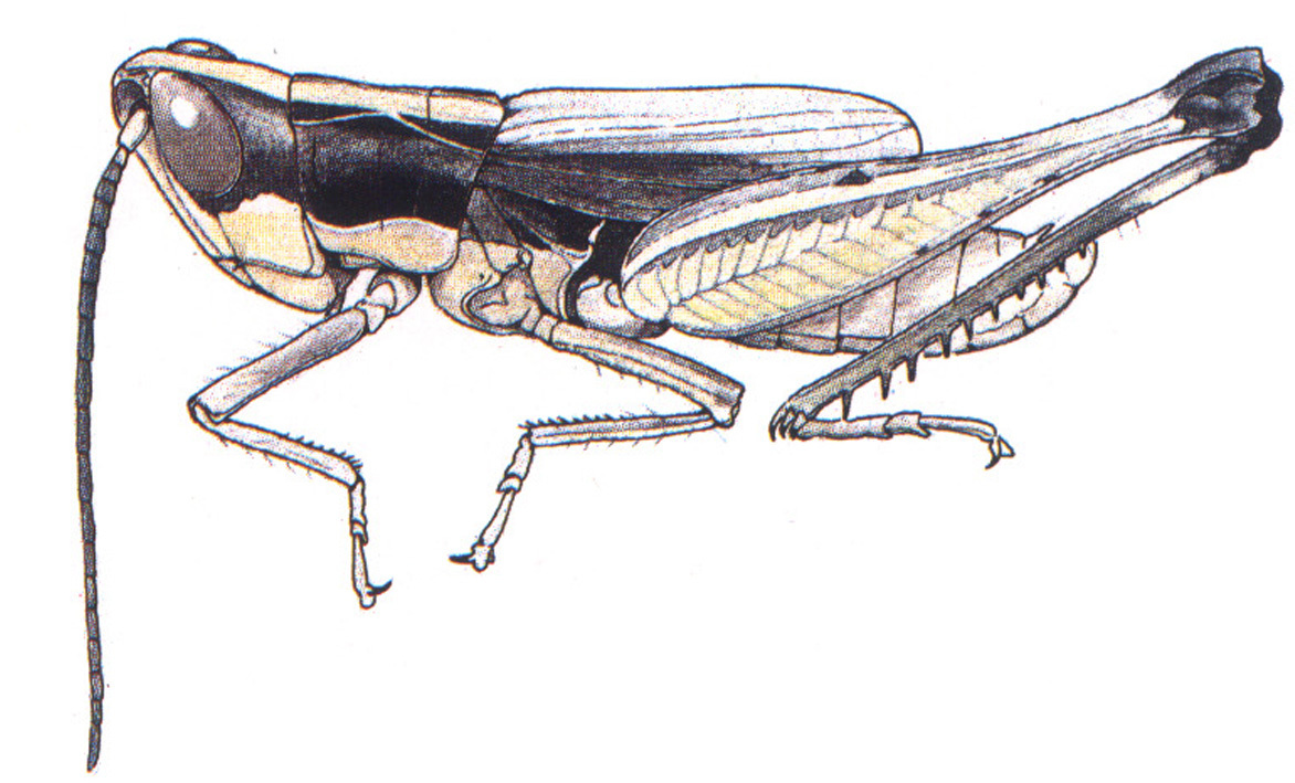 Horesidotes deiradonotus (Jago, 1971): male. (Otu).