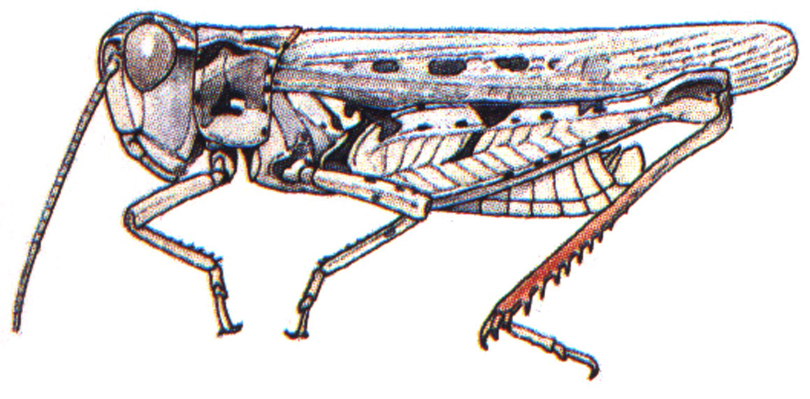 Psoloessa delicatula (Scudder, 1876): male habitus. (Otu).