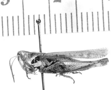 Rhammatocerus salinus (Bruner, 1905): male, lateral view. (Otu).