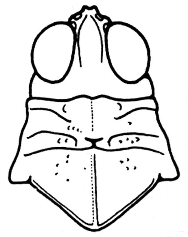Cibolacris samalayucae Tinkham, 1961: head and pronotum, dorsal view. (Otu).