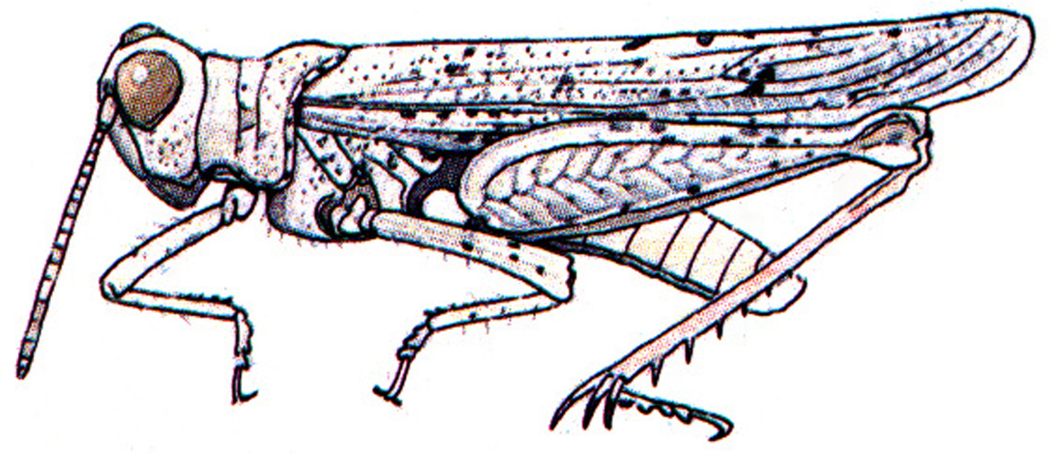 Cibolacris weissmani Otte, 1981: Male. (Otu).