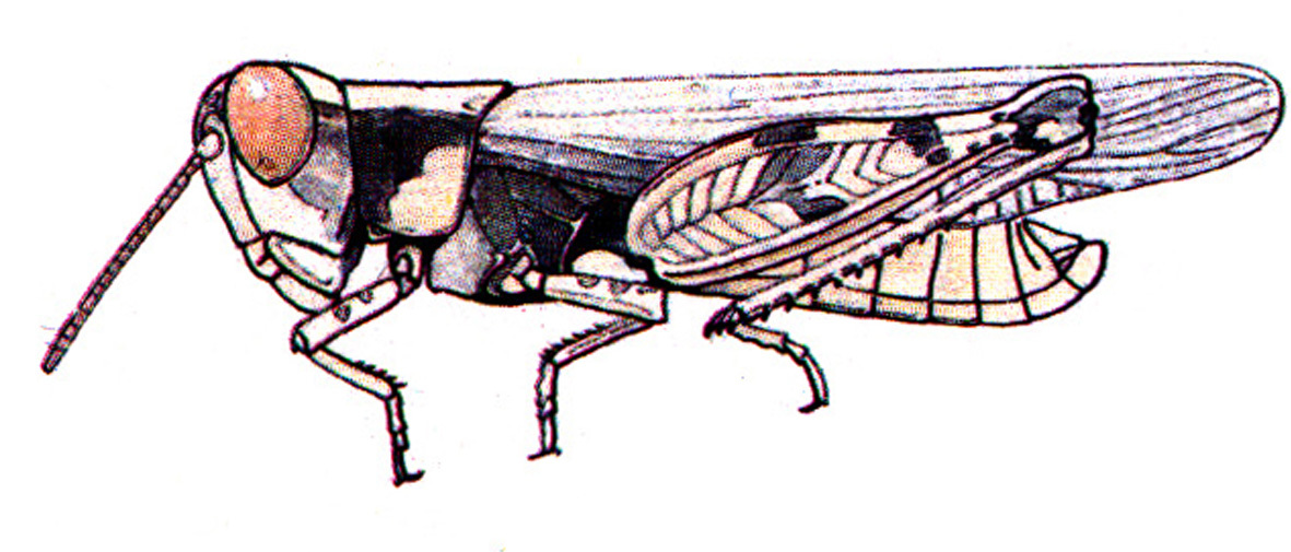 Ligurotettix coquilletti McNeill, 1897: male. (Otu).