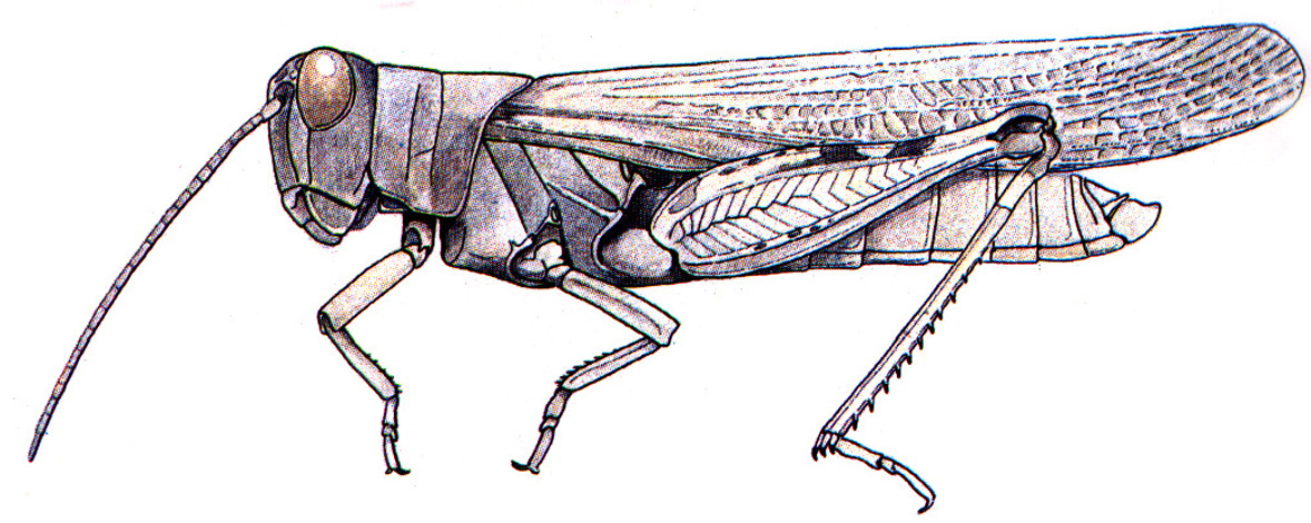 Ligurotettix planum (Bruner, 1905): male habitus. (Otu).