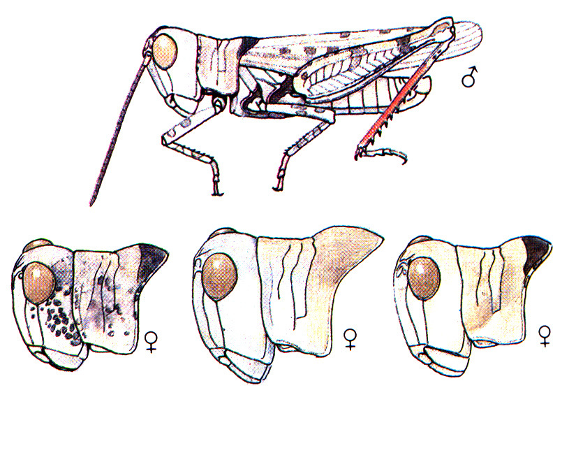 Heliaula rufa (Scudder, 1899): habitus. (Otu).