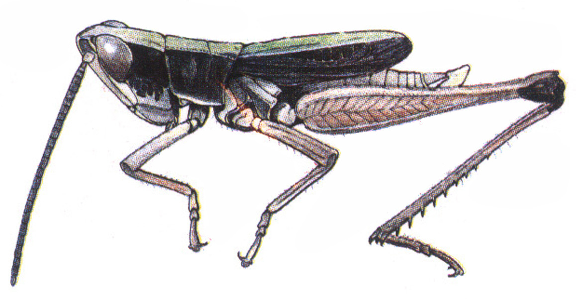 Chiapacris eximius Otte, 1979: male habitus. (Otu).