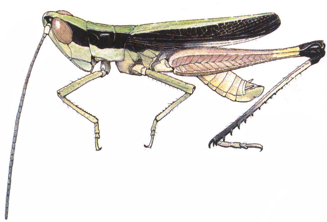 Chiapacris nayaritus Otte, 1979: male habitus. (Otu).