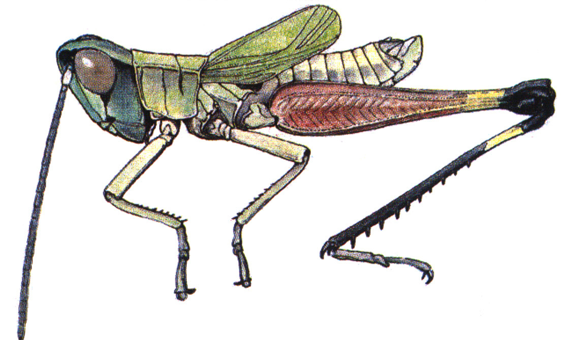 Phaneroturis cupido Bruner, 1904: male. (Otu).