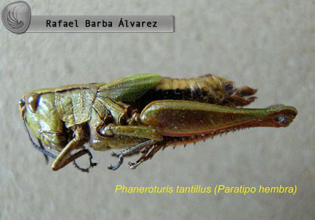 Phaneroturis tantillus Otte, 1979: female, lateral view (paratype). (Otu).