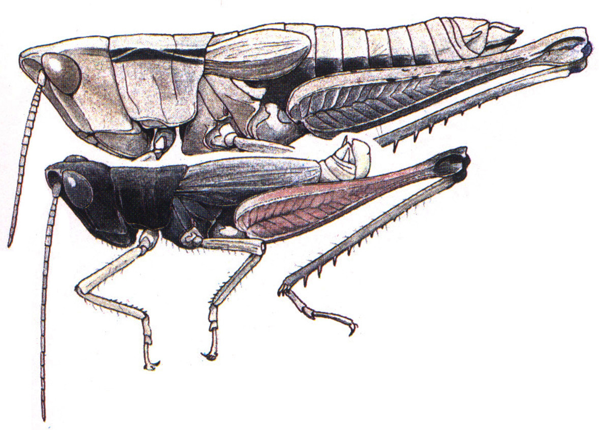 Silvitettix communis Bruner, 1904: above female, below male (Costa Rica). (Otu).