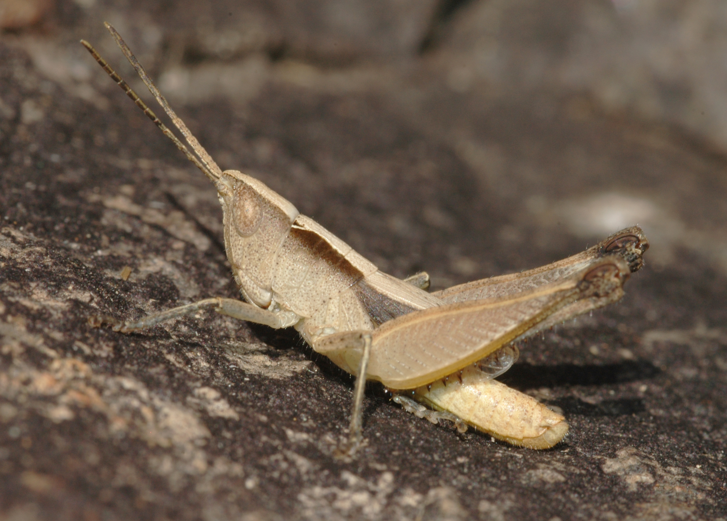 Silvitettix ricei Otte & Jago, 1979: male. (Otu).