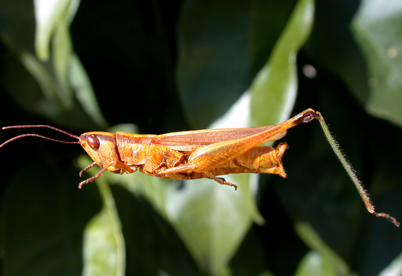 Notopomala glaucipes (Rehn, 1906): female. (Otu).