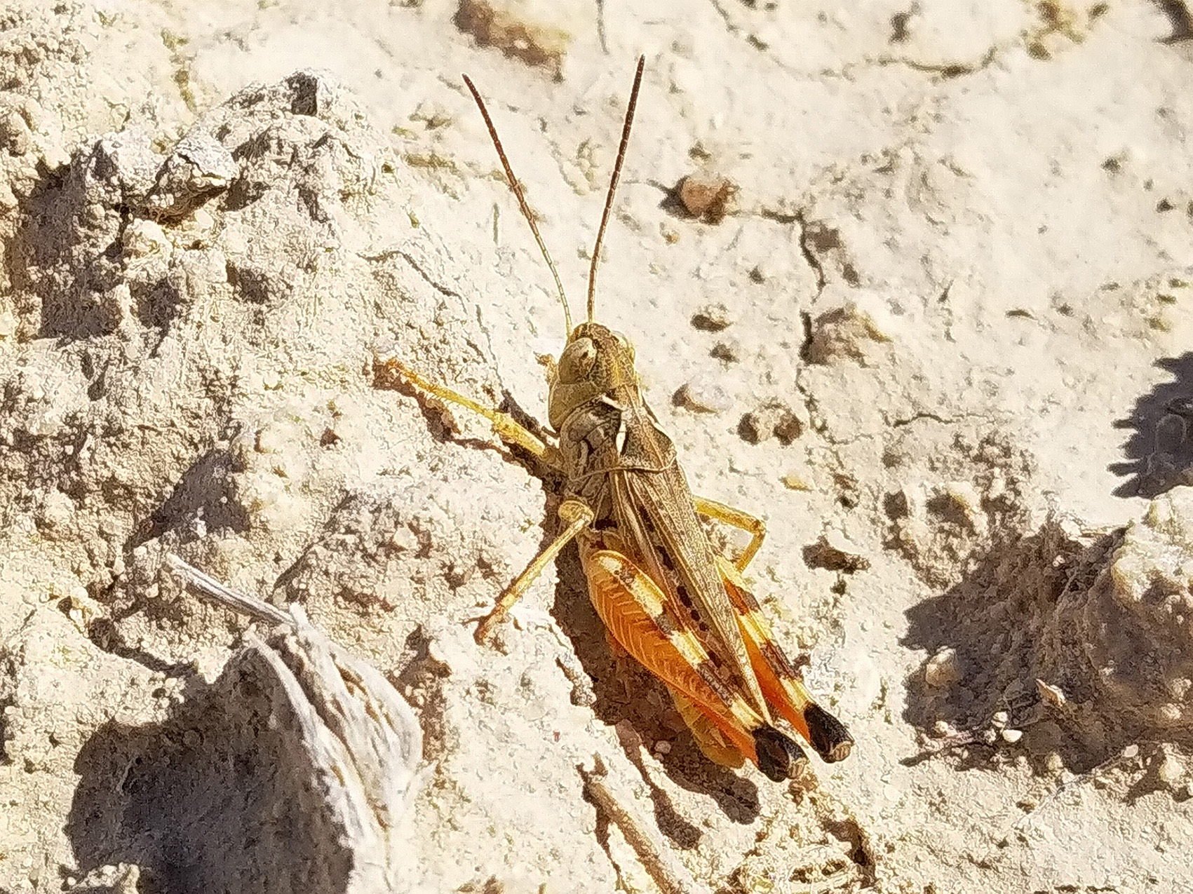 Dociostaurus (Dociostaurus) hispanicus Bolívar, 1898: male (Spain: Toledo, El Romeral). (Otu).