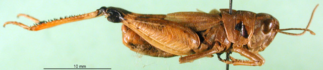 CollectionObject 1501426; ce73543e-bfd9-40be-8318-ca5e4d6368e1, DORSA BA000635S01: male, lateral view (holotype of Dociostaurus elbursianus caspicus). (CollectionObject).