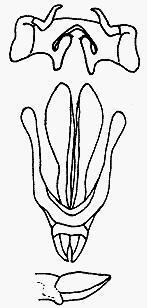 Dociostaurus (Stauronotulus) cappadocicus (Azam, 1913): epiphallus. (Otu).