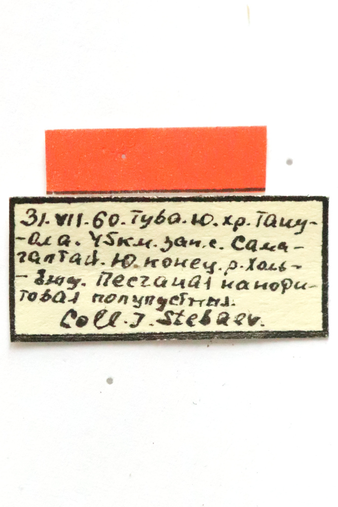 CollectionObject 1589288; b467f036-b363-47f2-9f2f-842867046f09: male, labels (potential type). (CollectionObject).