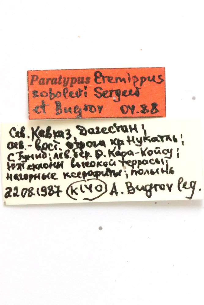 CollectionObject 1589243; bf79af39-7801-40f6-b449-24438317e523: labels (paratype). (CollectionObject).