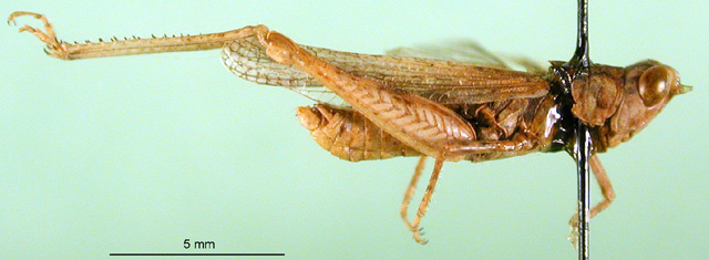 CollectionObject 1501436; 3cbb2197-1f83-445f-8c42-a9d47bf94fcb, DORSA BA000637S01: male, lateral view (holotype). (CollectionObject).