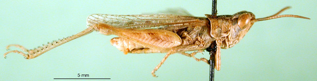 CollectionObject 1501428; 7860ab03-f17d-43a1-9e2d-a1c777023408, DORSA BA000636S01: male, lateral view (holotype). (CollectionObject).